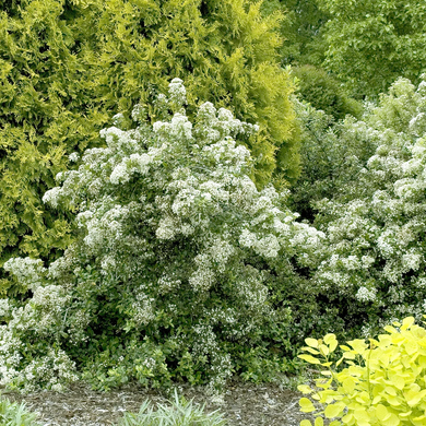 Lowboy Pyracantha - 5 Gallon