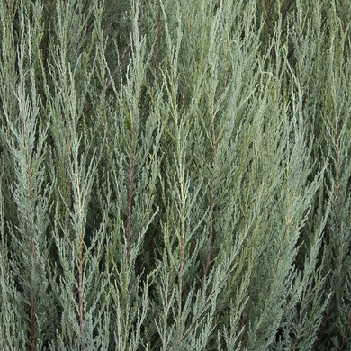 Skyrocket Juniper - 5 Gallon