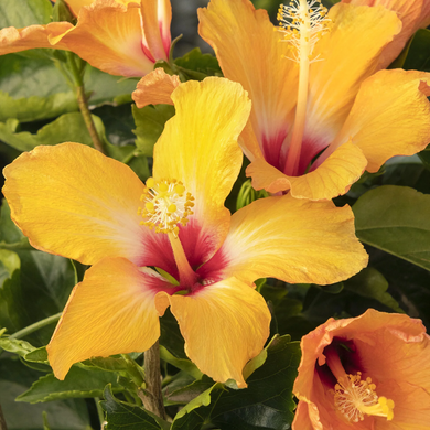 Cherie Hibiscus - 1 Gallon