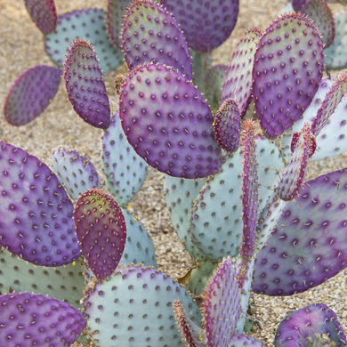 Santa Rita Tubac Prickly Pear - 3 Gallon