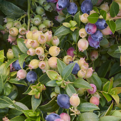 Bountiful Baby Blueberry - 2 Gallon