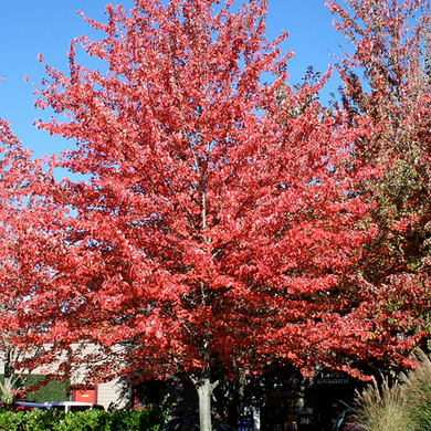 Red Sunset Maple - 5 Gallon