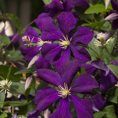 Jackman's Clematis - 1 Gallon
