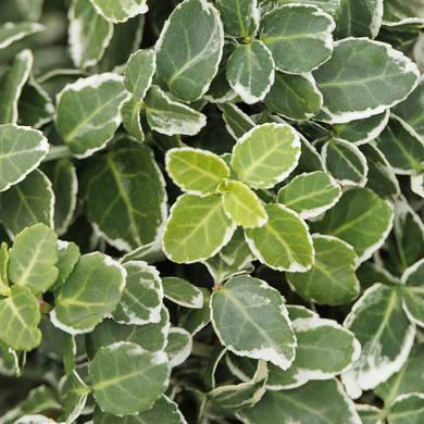 Emerald Gaiety Wintercreeper - 1 Gallon