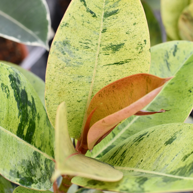 Shivereana Rubber Plant - 6 in