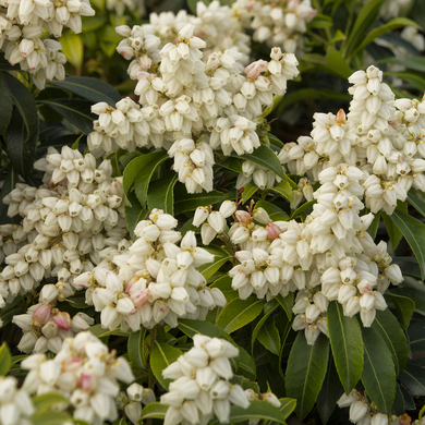 Enchanted Forest Collection River Run Pieris - 1 Gallon