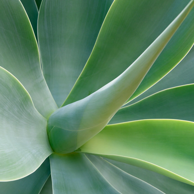 Blue Fantastic Agave - 1 Gallon