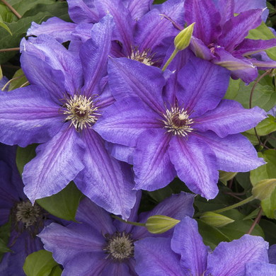 Vancouver Starry Nights Clematis