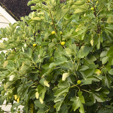 Kadota Fig - 5 Gallon