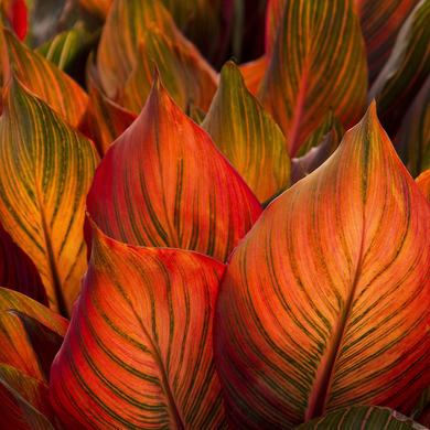 Tropicanna Canna - 2 Gallon