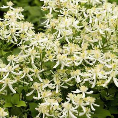 Sweet Autumn Clematis - 2 Gallon