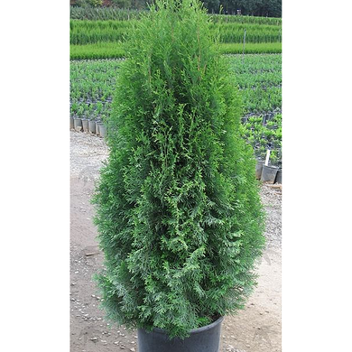 Emerald Green Arborvitae - 5 Gallon