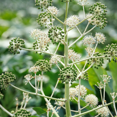 Japanese Aralia - 1 Gallon