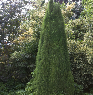 Dwarf Alberta Spruce