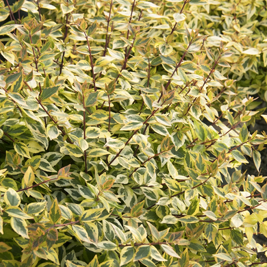 Kaleidoscope Abelia - 1 Gallon