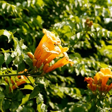 Yellow Trumpet Vine - 1 Gallon
