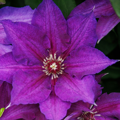 Vancouver Danielle Clematis - 1 Gallon