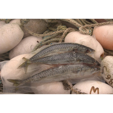 Frozen Atlantic Mackerel Saltwater Bait