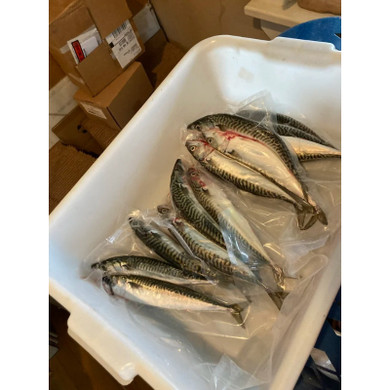 Frozen Atlantic Mackerel Saltwater Bait