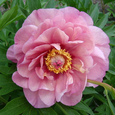 Garden Candy Double Bubble Pink Itoh Peony - 5 Gallon