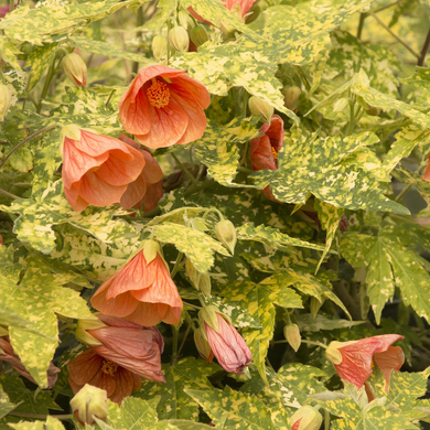 Thompson's Flowering Maple - 1 Gallon