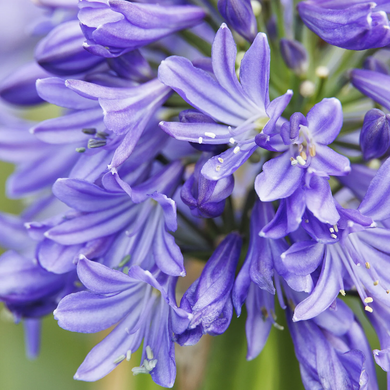Azurro Agapanthus - 1 Gallon