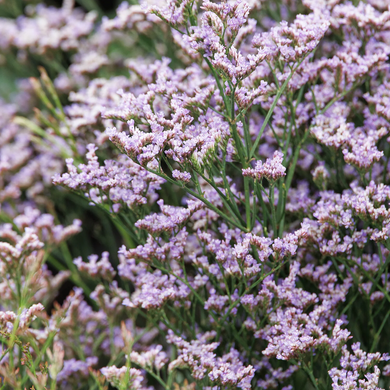 Dazzle Rocks Sea Lavender - 1 Gallon