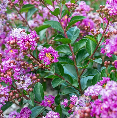 Bellini Grape Crape Myrtle - 2 Gallon