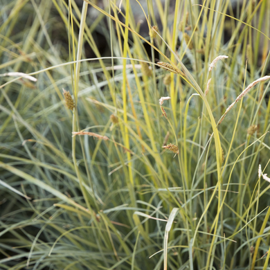 Blue Sedge - 1 Gallon
