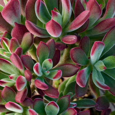 Devotion Echeveria - 2 Gallon