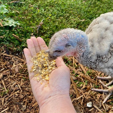 Scratch and Peck Organic Turkey Grower Feed - 40 lb