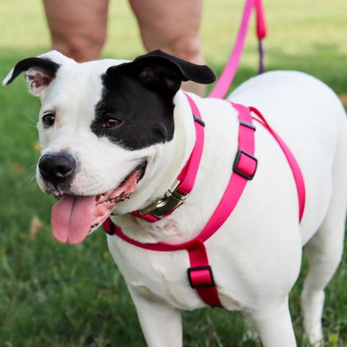 Coastal Pet Titan Adjustable Dog Collar with Metal Buckle - Neon Pink