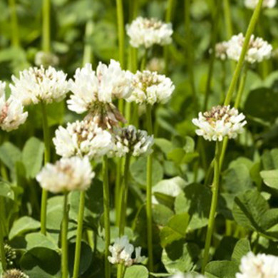 Bailey Seed New Zealand White Clover Crop Seed - 2 lb