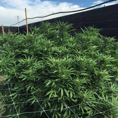 American Nettings Extruded Polypropylene Trellis Netting - Clear