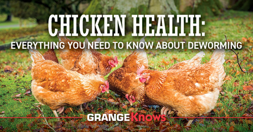Chicken Health - Everything You Need To Know About Deworming