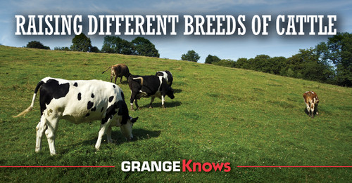 Raising Different Breeds of Cattle