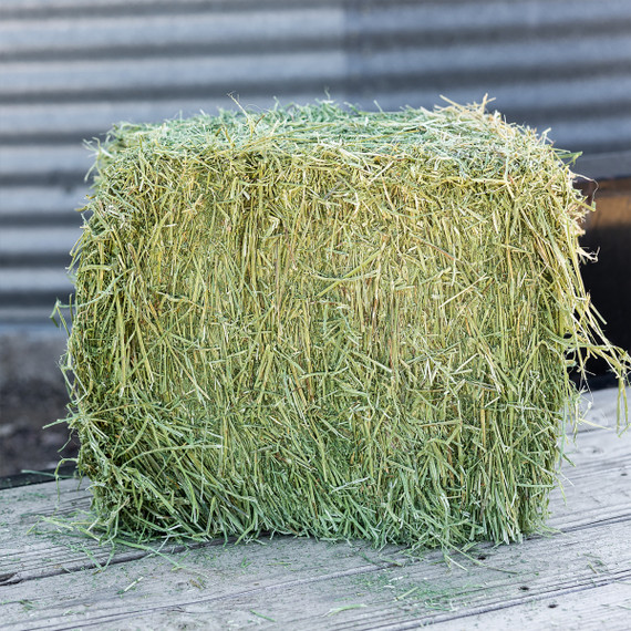 Standlee Premium Western Forage Timothy Grass Grab & Go Compressed Hay Bale 50 lb.