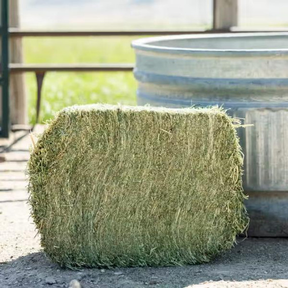 Standlee Premium Organic Alfalfa Grab & Go Compressed Bale -  50 lb