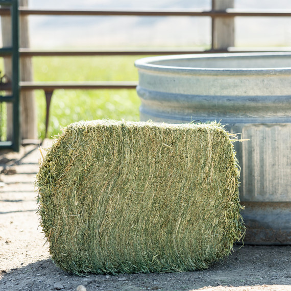 Standlee Premium Western Forage Orchard Grass Grab & Go Compressed Hay Bale 50 lb.