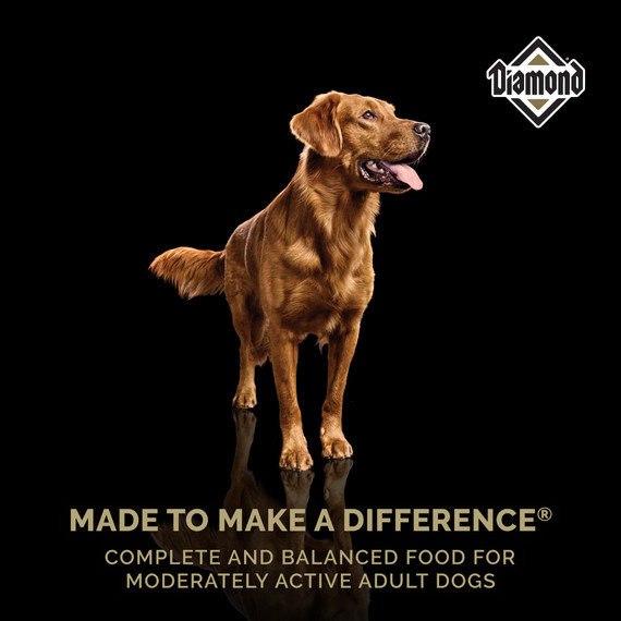 Diamond Maintenance Formula Adult Dry Dog Food