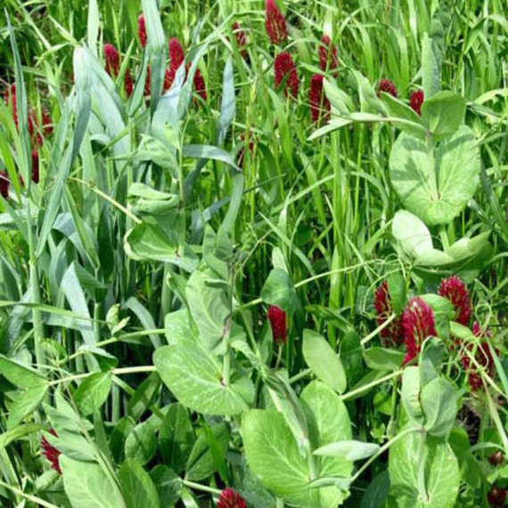 Garden Way Cover Crop Seed Mix - 50 lb