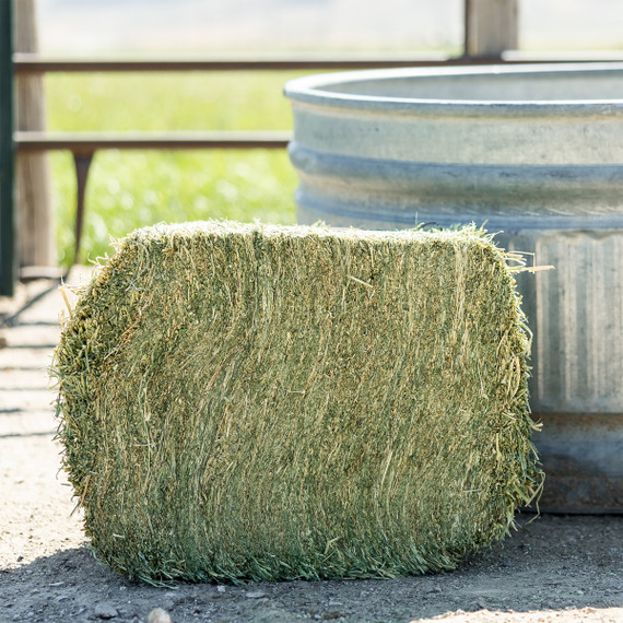 Standlee Premium Western Forage Certified Timothy Grass Compressed Hay Bale 50 lb.