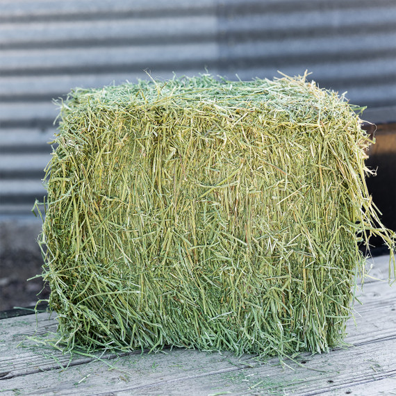 Standlee Certified Alfalfa Compressed Bale - 50 lb