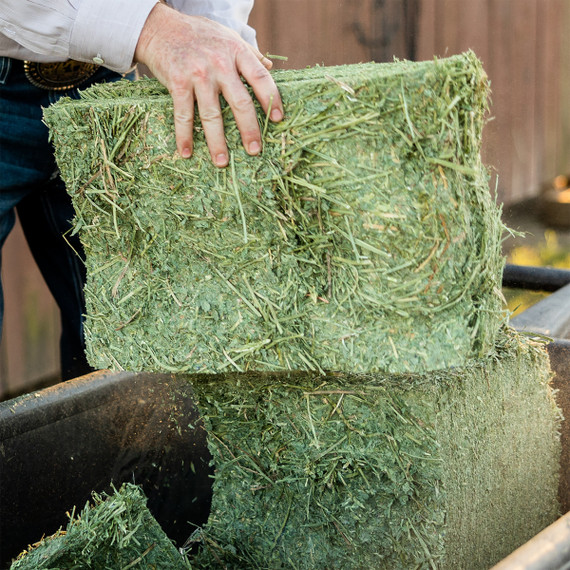 Standlee Certified Alfalfa Compressed Bale - 50 lb