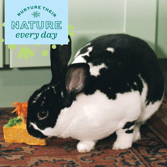 Oxbow Enriched Life Celebration Cake