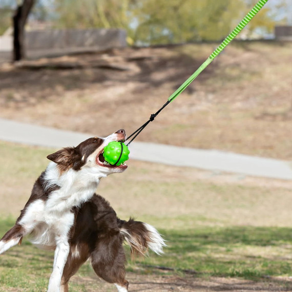 Jolly Pets Tree Tugger Dog Toy