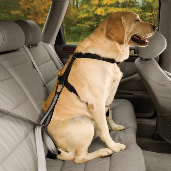 Kurgo Seatbelt Loop for Dogs