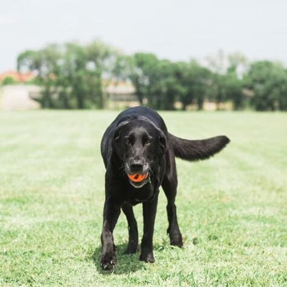 Chuckit Air Fetch Ball - Medium - 2 pk