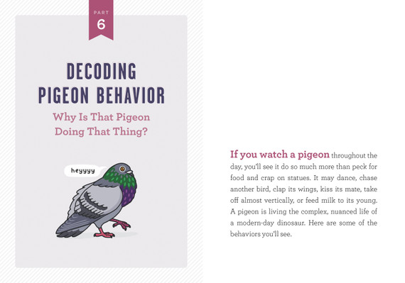 A Pocket Guide to Pigeon Watching: Getting to Know the World's Most Misunderstood Bird