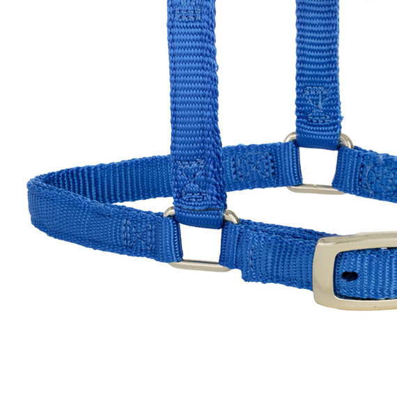 Weaver Leather Miniature Adjustable Horse Snap Halter - 5/8" - Blue